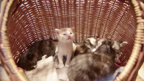 Adorable-litter-of-young-kittens-in-wicker-basket,-top-close-up-view
