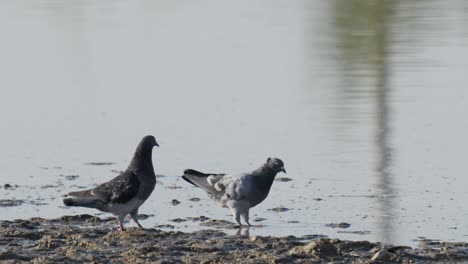 Pair-Of-Rock-Pigeon-Foraging-On-The-Edge-Of-Water-Then-Fly-Away