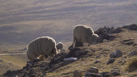 Daytime-handheld-zoomed-shot-of-sheep-grazing-on-hilltops-in-Huancayo,-Peru