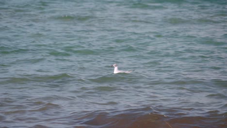 Gaviota-Nadando-En-El-Océano-En-Un-Día-Ventoso-En-Cámara-Lenta