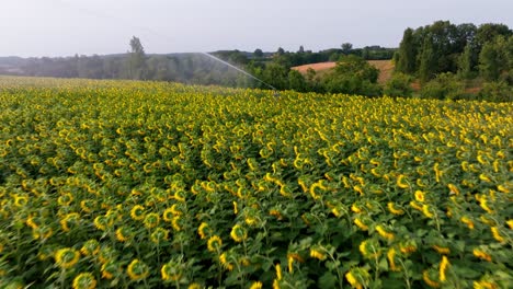 Panoramic-view-of-active-irrigation-system-in-a-large-field-of-sunflowers-in-the-Dordogne-region,-France,-Aerial-View