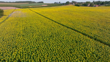 Drone-shot-of-a-large-field-of-blooming-sunflowers-at-sunset-in-the-Dordogne-region-of-France,-Sunflower-field-irrigation-system