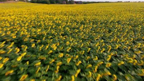 Panoramic-aerial-view-of-a-large-field-of-blooming-sunflowers-in-France-region