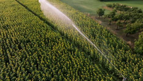 Draufsicht-Auf-Ein-Aktives-Bewässerungssystem-In-Einem-Großen-Sonnenblumenfeld-In-Der-Dordogne-Region,-Frankreich,-Luftaufnahme