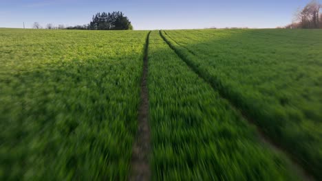 Aerial-drone-footage-at-the-golden-hour,-tracking-a-dirt-pathway-through-a-lush,-vibrant-green-cornfield-in-France