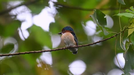 Crest-moving-while-looking-tot-he-left-this-newly-fledged-male-bird,-Banded-Kingfisher-Lacedo-pulchella