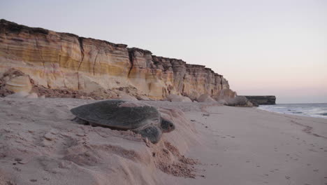 Schildkröte-Geht-Am-Frühen-Morgen-über-Den-Strand-Im-Golf-Von-Oman