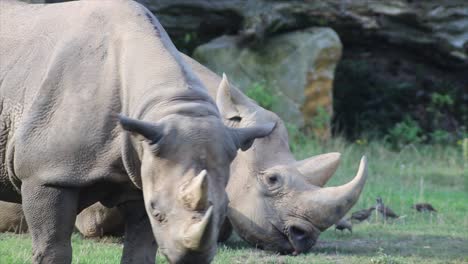 Dos-Rinocerontes-Relajados,-Cálidos-Y-Soleados-Días,-Naturaleza-Y-Selva