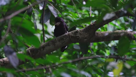 Looking-to-the-left-with-a-leaf-in-its-mouth-while-perched-on-a-big-branch-in-the-dark-of-the-forest,-Dusky-Broadbill-Corydon-sumatranus,-Thailand