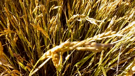 Goldene-Reisähren-Auf-Den-Feldern-Von-Baixo-Mondego