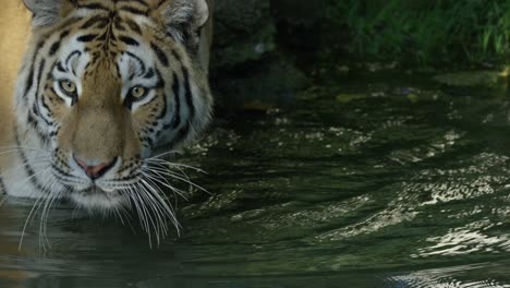 A-tiger-walks-into-the-water,-warm-and-sunny-day,-nature-and-jungle,-RED-4K