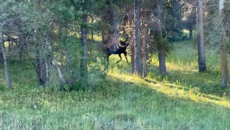 Mom-and-Calf-Moose-on-the-side-of-the-road-running-into-the-woods-in-Island-Park,-Idaho,-USA