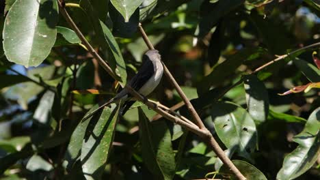 Perched-on-a-branch-then-flies-away-while-the-camera-tilts,-Ashy-Minivet-Pericrocotus-divaricatus,-Thailand
