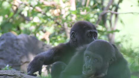 Two-monkeys-playing-with-each-other,-baby-gorilla,-warm-and-sunny-day,-nature-and-jungle,-RED-4K