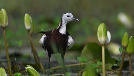 Pheasant-tailed-Jacana-Bird--with-Water-lily-Flower