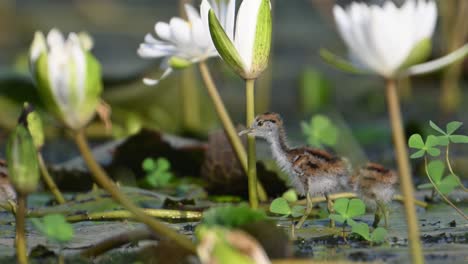 Chicks-of-Jacana-With-Water-lily-Flowers-in-Morning