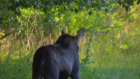 Mom-Moose-on-the-side-of-the-road-eating-leaves-in-Island-Park,-Idaho,-USA