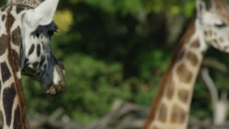 Giraffenköpfe-In-Zeitlupe,-Warmer-Und-Sonniger-Tag,-Natur-Und-Dschungel,-Rot-4k