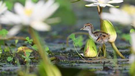 Chick-of-Pheasant-tailed-Jacana-Closeup-with-White-water-lily-flowers
