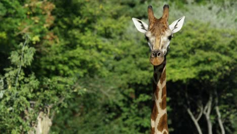 Giraffen-Laufen,-Warmer-Und-Sonniger-Tag,-Natur-Und-Dschungel,-Rot-4k
