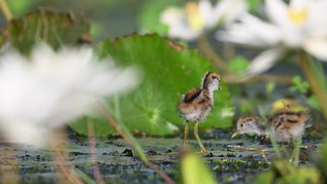 Chicks-of-Pheasant-tailed-Jacana-Feeding-on-Floating-leaf-of-Water-lily