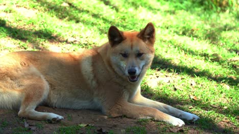 Close-up-shot-of-Australian-native-wildlife-species,-Australia's-wild-dog,-dingo,-canis-familiaris-spotted-lying-and-resting-on-the-grassland,-wondering-around-its-surrounding-under-bright-sunlight