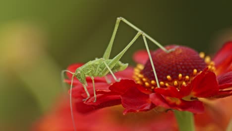 A-common-green-grasshopper-perched-on-a-red-flower