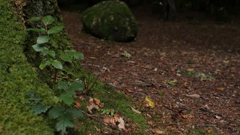 Young-woman-improving-handstand,-leaning-feet-against-tree