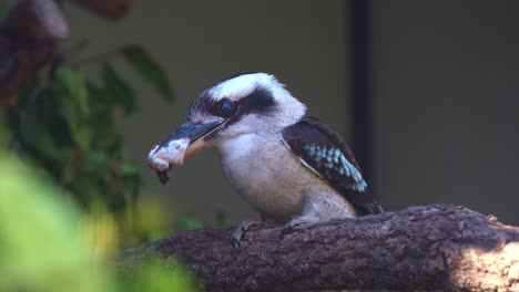 A-laughing-kookaburra,-dacelo-novaeguineae-spotted-perching-on-the-tree-branch,-captured-a-mouse-prey-in-its-long-and-robust-bill,-observing-the-surrounding-environment,-close-up-shot