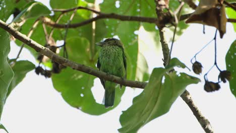A-zoom-out-of-thi-bird-perched-on-a-branch-under-wide-leaves,-Green-eared-Barbet-Megalaima-faiostricta,-Thailand