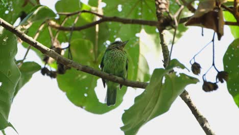 Perched-on-a-branch-as-it-looks-to-its-right,-Green-eared-Barbet-Megalaima-faiostricta,-Thailand