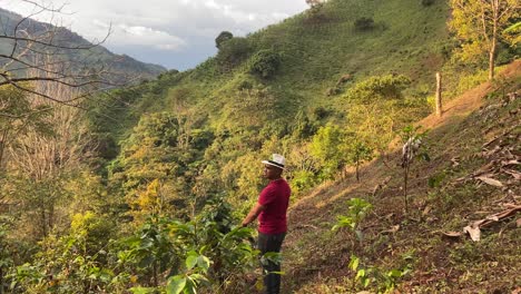 Local-worker-walking-though-his-coffee-field-in-touristic-guided-tour-in-Colombia