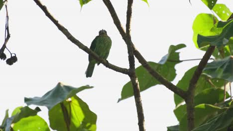 Seen-almost-as-a-silhouette-while-perched-on-a-branch-as-the-camera-zooms-out,-Green-eared-Barbet-Megalaima-faiostricta,-Thailand