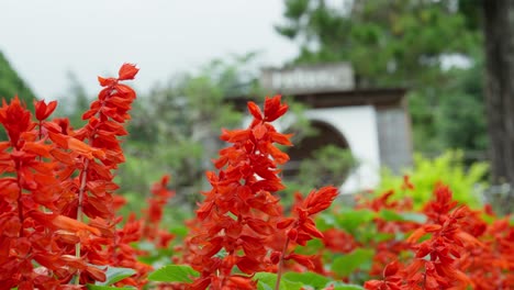 Nahaufnahme-Eines-Blumenfeldes-Mit-Dem-Hintergrund-Eines-Japanischen-Hauses-Am-Frühen-Morgen