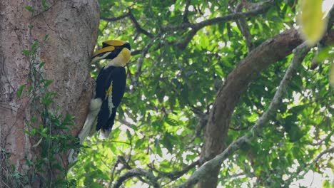 Seen-raising-its-head-moving-to-the-left-as-it-regurgitate-the-food-out-to-feed,-Great-Hornbill-Buceros-bicornis,-Thailand