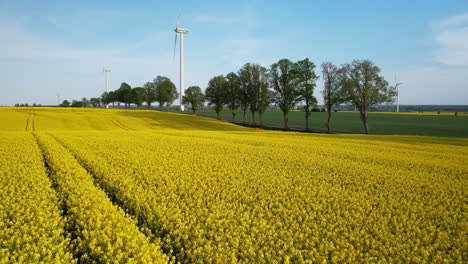 Riesiges-Gelbes-Rapsfeld-Und-Daneben-Windkraftanlagen