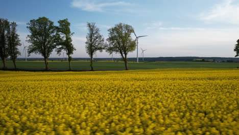 Low-drone-flight-over-a-yellow-rapeseed-field---in-the-distance,-passing-cars-and-a-wind-farm
