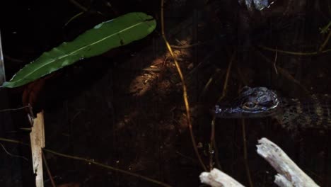 Slow-motion-panning-right-close-up-shot-revealing-a-baby-crocodile-sitting-in-murky-swamp-water-of-the-Florida-everglades-near-Miami-with-it's-head-outside-surrounded-by-foliage-and-branches
