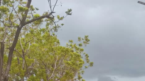 Clima-Tormentoso-Con-Nubes-Grises-En-Lo-Alto-Con-Un-árbol-Verde-Que-Sopla-Con-La-Brisa,-Tailandia