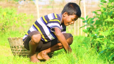 Child-cutting-grass-for-cattle-and-cleaning-vegetable-garden-in-Bangladesh