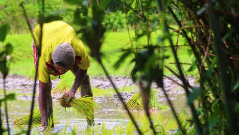 Hombre-Tradicional-Plantando-Plantas-De-Arroz-En-Tierras-Rurales-Húmedas-De-Asia.