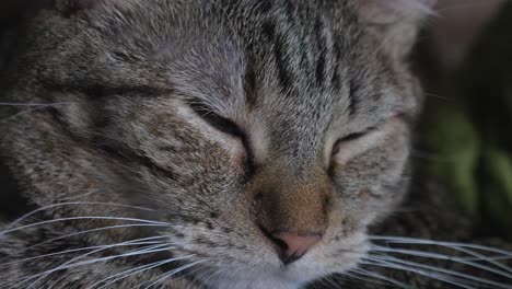 Makro-Nahaufnahme-Des-Kopfes-Einer-Verschlafenen-Getigerten-Katze