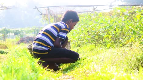 Niño-De-Bangladesh-Cortando-Pasto-Para-El-Ganado-Y-Limpiando-El-Jardín-De-La-Granja