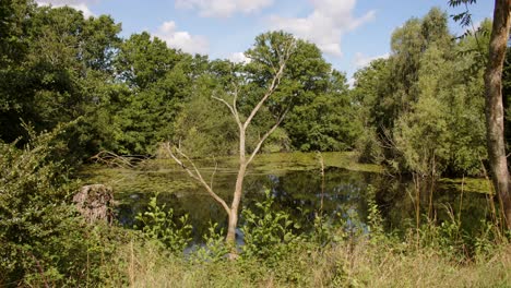 wide-shot-of-lake-with-With-dead-tree