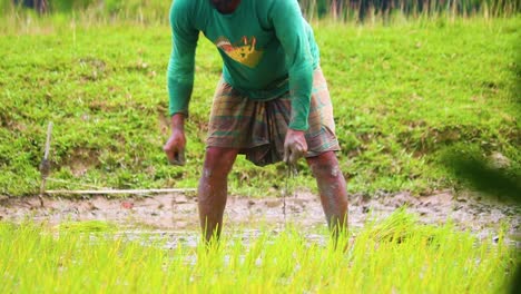 Ländlicher-Asiatischer-Mann,-Der-Reissämlinge-Benetzt,-Um-Sie-Auf-Einem-Ackerland-In-Bangladesch-Zu-Verpflanzen