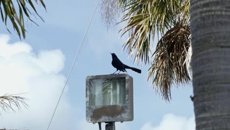 Slow-motion-handheld-shot-of-a-beautiful-black-Boat-Tailed-Grackle-bird-perched-on-top-of-a-street-light-in-the-tropical-Bahamas-surrounded-by-exotic-palm-trees-on-a-warm-sunny-summer-day