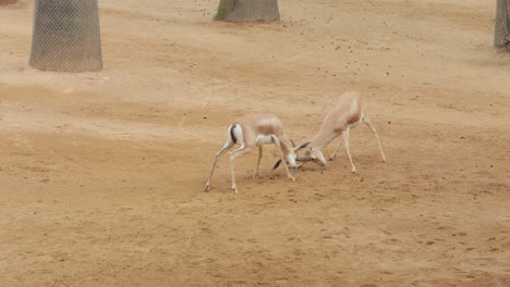 Dos-Jóvenes-Gacelas-Juegan-Peleando-En-Un-Zoológico.