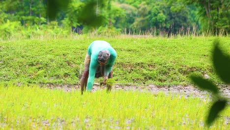 Landmann-Pflanzt-Reissämlinge-Auf-Feuchtem-Ackerland-In-Bangladesch-In-Südostasien