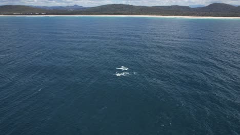 Vista-Aérea-De-Ballenas-Jorobadas-Nadando-En-El-Mar-En-Nueva-Gales-Del-Sur,-Australia---Disparo-De-Drones