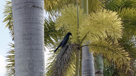 Slow-motion-shot-of-a-beautiful-black-Boat-Tailed-Grackle-bird-perched-on-top-of-a-exotic-palm-tree-leaf-looking-around-in-the-tropical-Bahamas-on-a-warm-sunny-summer-day